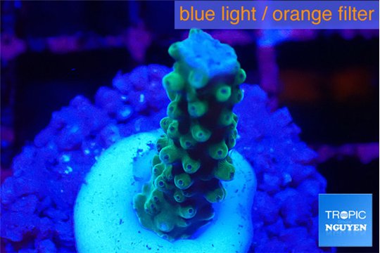 Acropora green & purple tip 2-3 cm WYSIWYG acclimaté