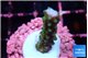 Acropora green & purple tip 2-3 cm WYSIWYG acclimaté
