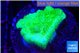 Pocillopora verrucosa toxic green 2 cm WYSIWYG acclimaté