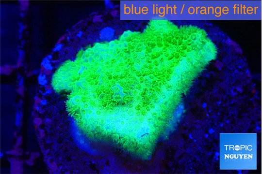 Pocillopora verrucosa toxic green 2 cm WYSIWYG acclimaté
