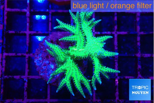 Seriatopra hystrix green gold 3-5 cm WYSIWYG acclimaté