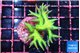Seriatopra hystrix green gold 3-5 cm WYSIWYG acclimaté