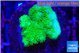 Pocillopora verrucosa toxic green 2 cm WYSIWYG acclimaté