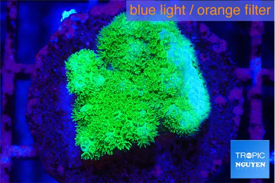 Pocillopora verrucosa toxic green 2 cm WYSIWYG acclimaté