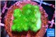 Pocillopora verrucosa toxic green 2 cm WYSIWYG acclimaté