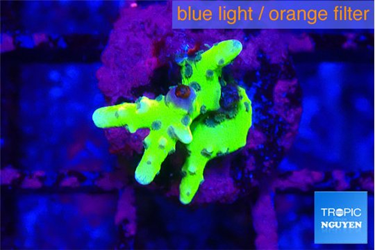 Anacropora green 1-2 cm WYSIWYG acclimaté