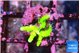 Anacropora green 1-2 cm WYSIWYG acclimaté