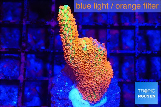 Montipora red fire forest 2-3 cm WYSIWYG acclimaté