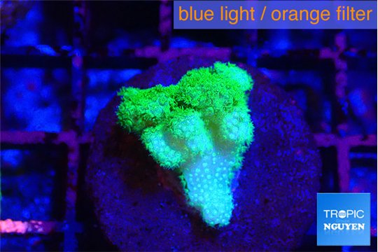Pocillopora verrucosa toxic green 2 cm WYSIWYG acclimaté