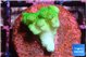 Pocillopora verrucosa toxic green 2 cm WYSIWYG acclimaté