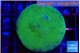 Porites cylindrica yellow green 3-4 cm WYSIWYG acclimaté