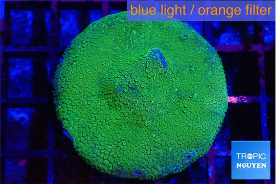 Porites cylindrica yellow green 3-4 cm WYSIWYG acclimaté