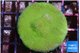 Porites cylindrica yellow green 3-4 cm WYSIWYG acclimaté
