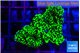 Montipora green 2-4 cm WYSIWYG acclimaté