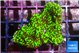 Montipora green 2-4 cm WYSIWYG acclimaté