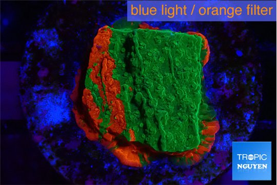 Montipora graphted 2-3 cm WYSIWYG acclimaté