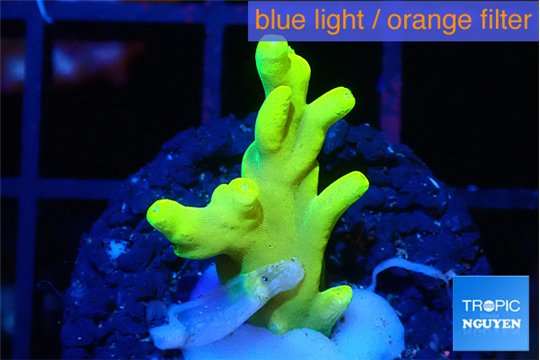 Acropora caroliniana banana 2-3 cm WYSIWYG acclimaté