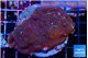 Porites red 2-3 cm WYSIWYG acclimaté