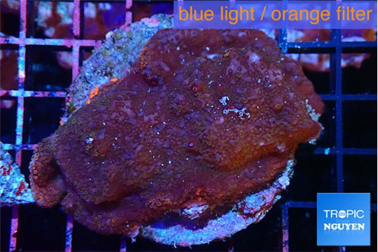 Porites red 2-3 cm WYSIWYG acclimaté
