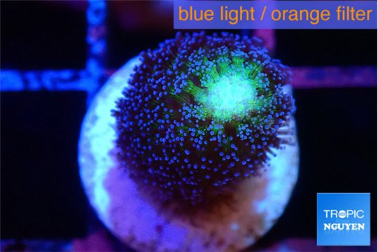 Stylophora milka 2-3 cm WYSIWYG acclimaté