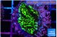Montipora green 2-4 cm WYSIWYG acclimaté