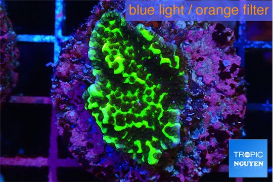 Montipora green 2-4 cm WYSIWYG acclimaté