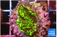 Montipora green 2-4 cm WYSIWYG acclimaté