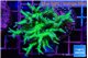 Seriatopra hystrix green gold 4-6 cm WYSIWYG acclimaté