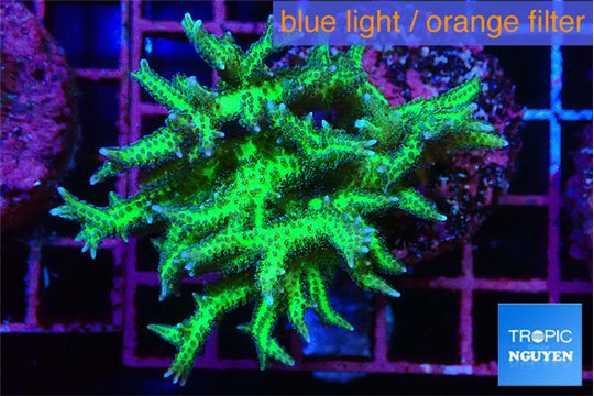 Seriatopra hystrix green gold 4-6 cm WYSIWYG acclimaté