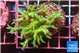 Seriatopra hystrix green gold 4-6 cm WYSIWYG acclimaté