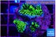 Montipora green 2-4 cm WYSIWYG acclimaté
