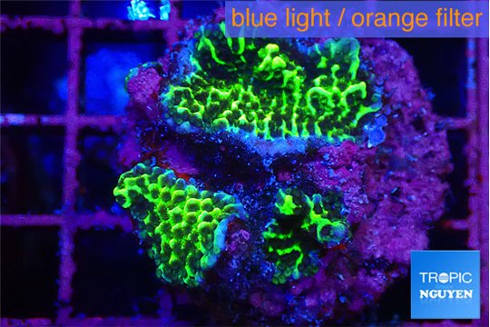 Montipora green 2-4 cm WYSIWYG acclimaté