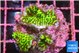 Montipora green 2-4 cm WYSIWYG acclimaté