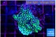 Montipora green & purple polyps 3-5 cm WYSIWYG acclimaté