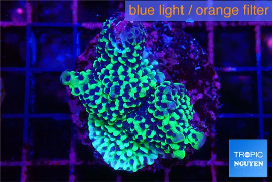 Montipora green & purple polyps 3-5 cm WYSIWYG acclimaté