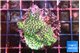 Montipora green & purple polyps 3-5 cm WYSIWYG acclimaté