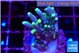 Acropora caroliniana banana 2-3 cm WYSIWYG acclimaté