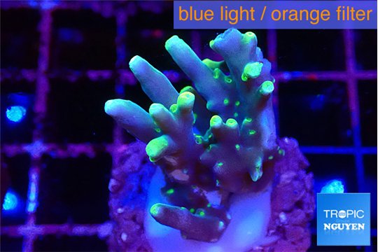 Acropora caroliniana banana 2-3 cm WYSIWYG acclimaté