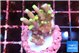 Acropora caroliniana banana 2-3 cm WYSIWYG acclimaté