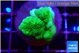 Pocillopora verrucosa toxic green 2 cm WYSIWYG acclimaté