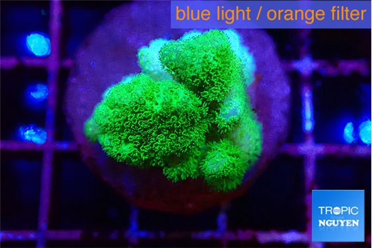 Pocillopora verrucosa toxic green 2 cm WYSIWYG acclimaté