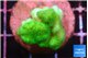 Pocillopora verrucosa toxic green 2 cm WYSIWYG acclimaté