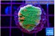Montipora graphted 2 cm WYSIWYG acclimaté