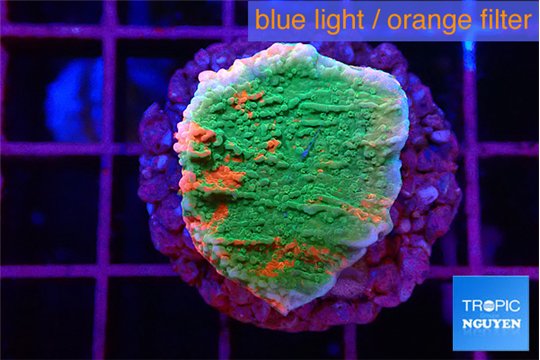 Montipora graphted 2 cm WYSIWYG acclimaté