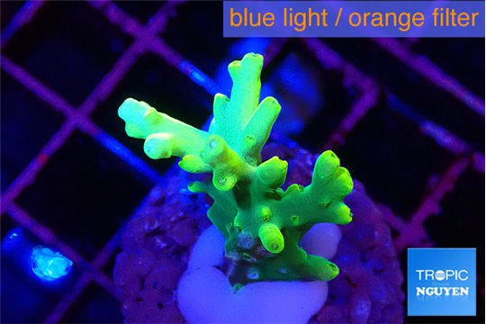 Acropora caroliniana banana 2-3 cm WYSIWYG acclimaté