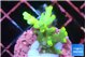 Acropora caroliniana banana 2-3 cm WYSIWYG acclimaté