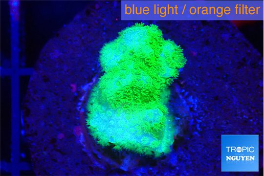 Pocillopora verrucosa toxic green 2 cm WYSIWYG acclimaté