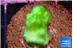 Pocillopora verrucosa toxic green 2 cm WYSIWYG acclimaté