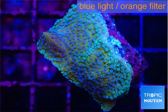 Montipora purple cap & blue polyps 2-3 cm WYSIWYG acclimaté