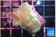 Montipora purple cap & blue polyps 2-3 cm WYSIWYG acclimaté